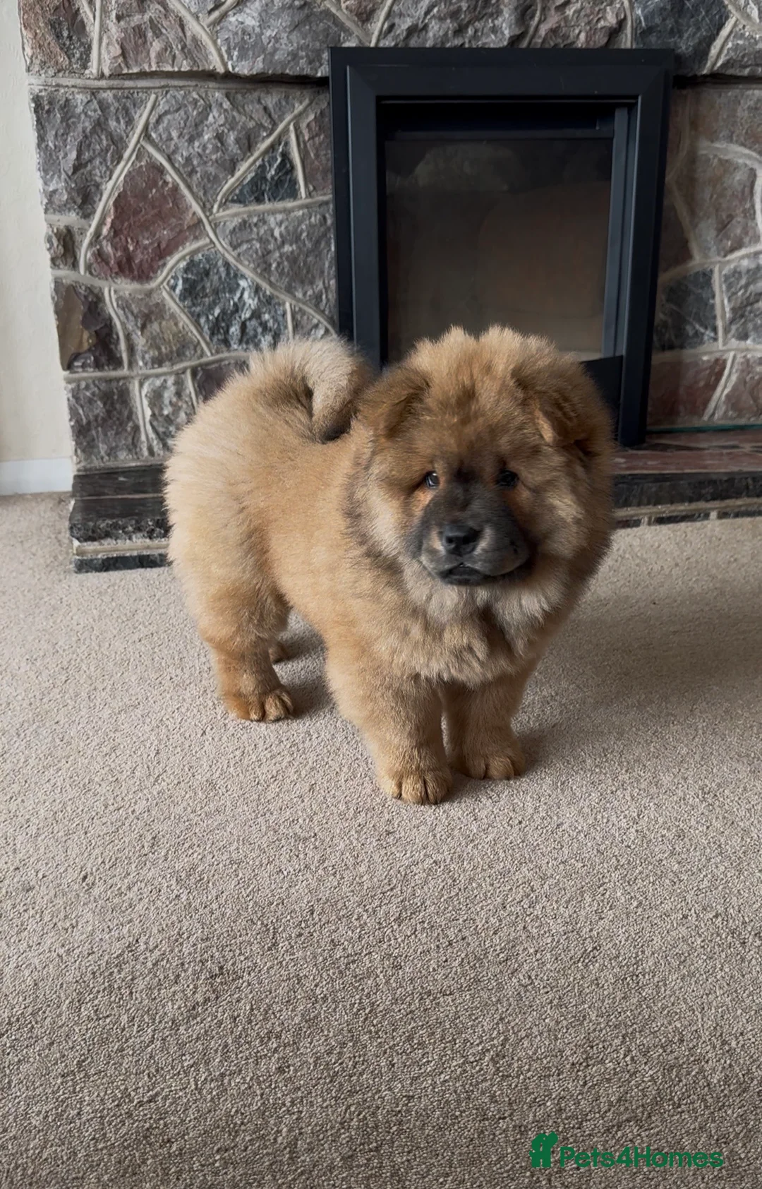 Chow Chow dogs for sale: READY TO LEAVE NOW last girl! Chow Chow Puppies - Advert 1