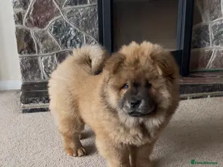 Chow Chow dogs READY TO LEAVE NOW last girl! Chow Chow Puppies - Advert 3