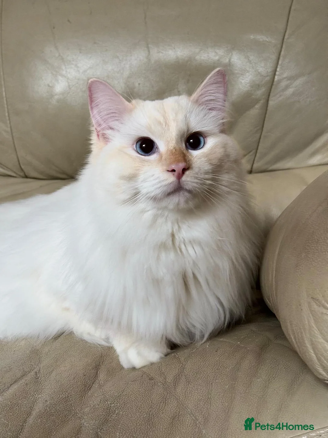 Ragdoll cats for sale: Beautiful Red GCCF Registered Male - Advert 5