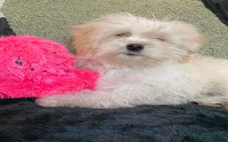 Maltipoo dogs for sale: maltipoo puppies for sale  - Image 21