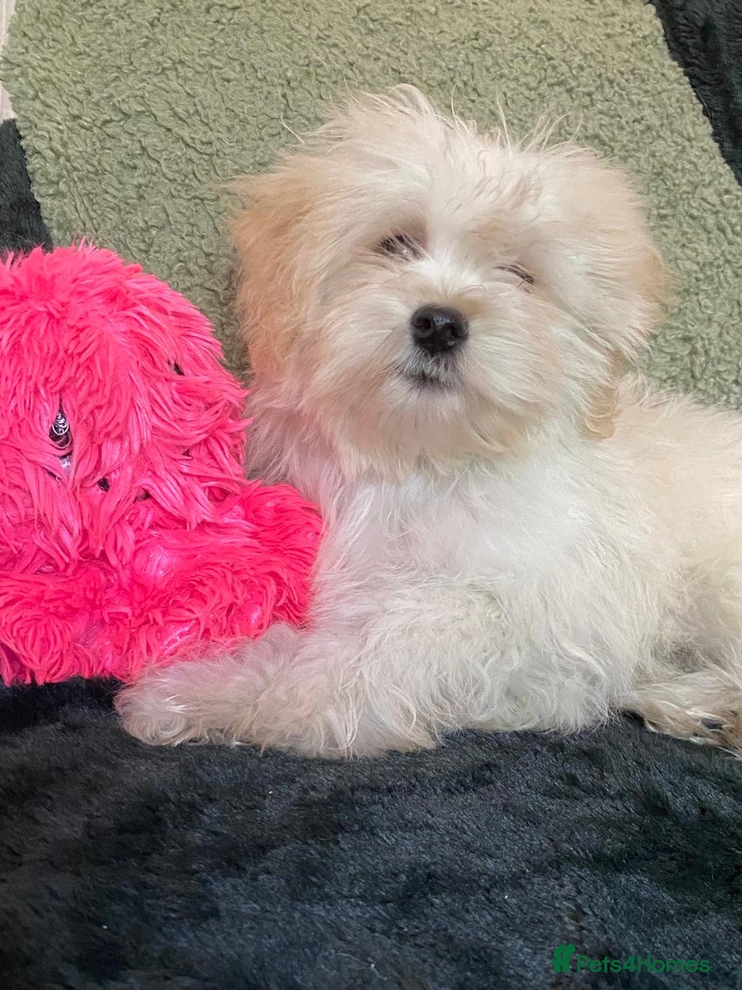 Maltipoo dogs for sale: maltipoo puppies for sale  - Image 21
