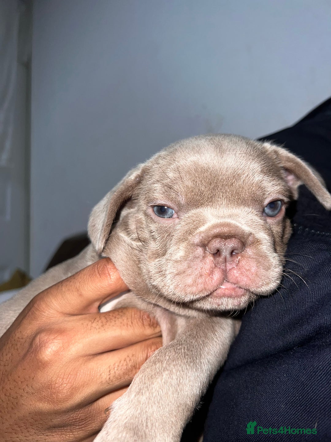 French Bulldog dogs for stud: PETER PAN STUD - Advert 2