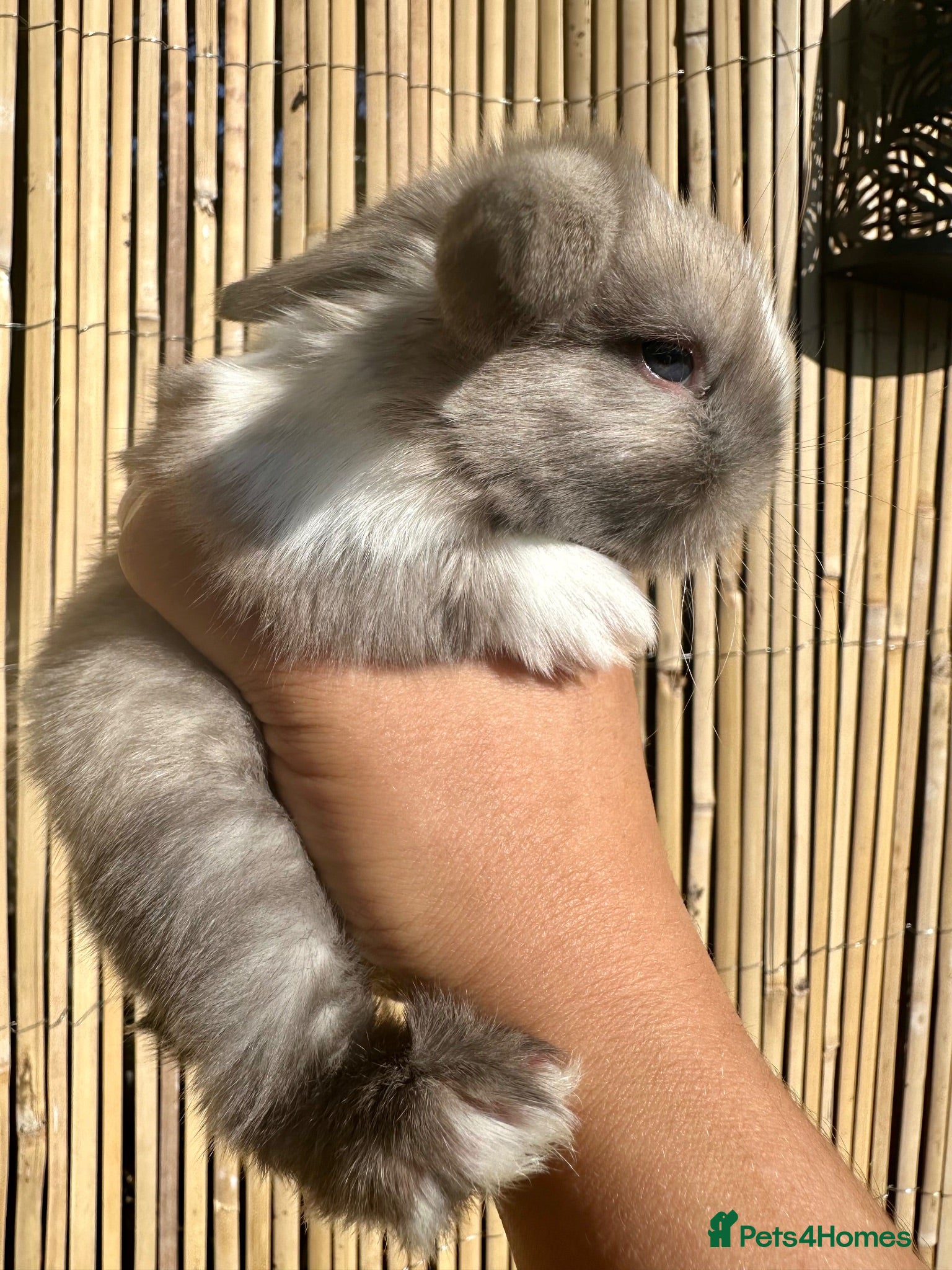 Mini Lop rabbits 2 week old Mini Lops - Advert 1