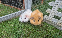 Guinea Pig rodents for sale: Beautiful bonded boars - Image 1
