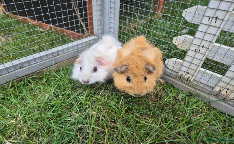 Guinea Pig rodents - Advert 5