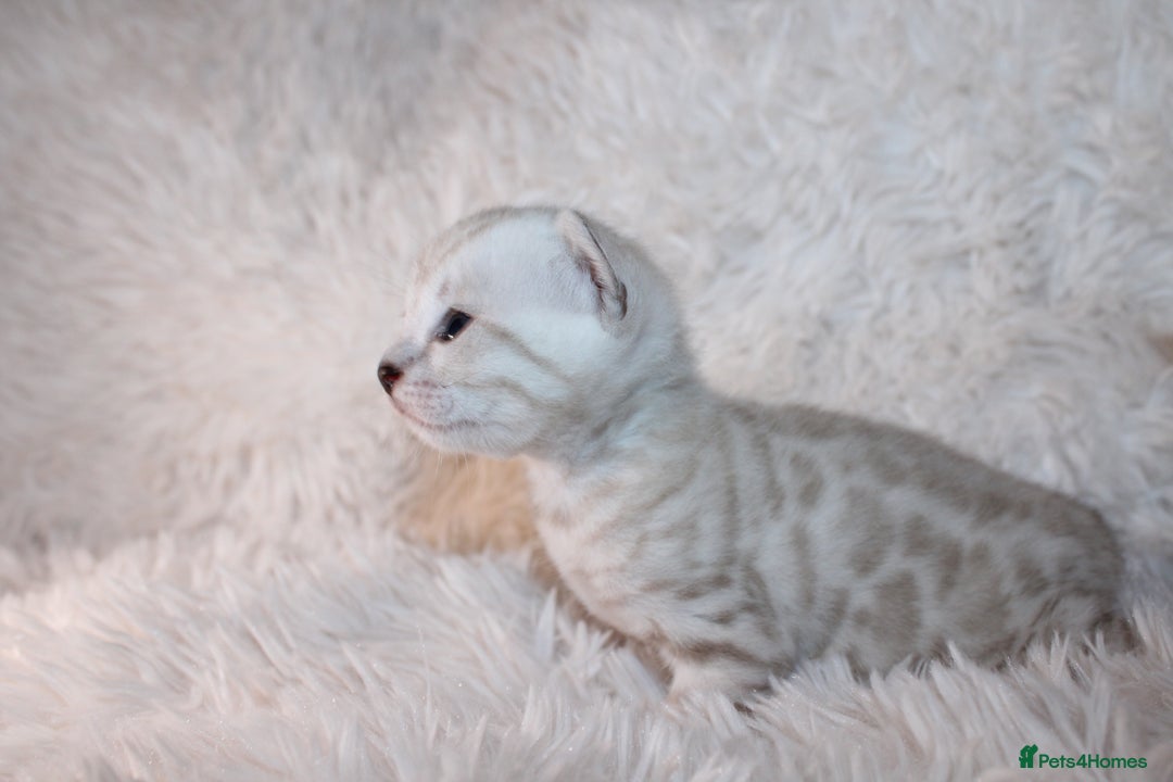 Bengal cats for sale: 😻🐈‍⬛OUTSTANDING PEDIGREE BENGAL 🐈‍⬛ 💯 - Image 9