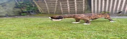 Boxer dogs for sale: Outstanding puppies - best pedigree 73 champions - Advert 3