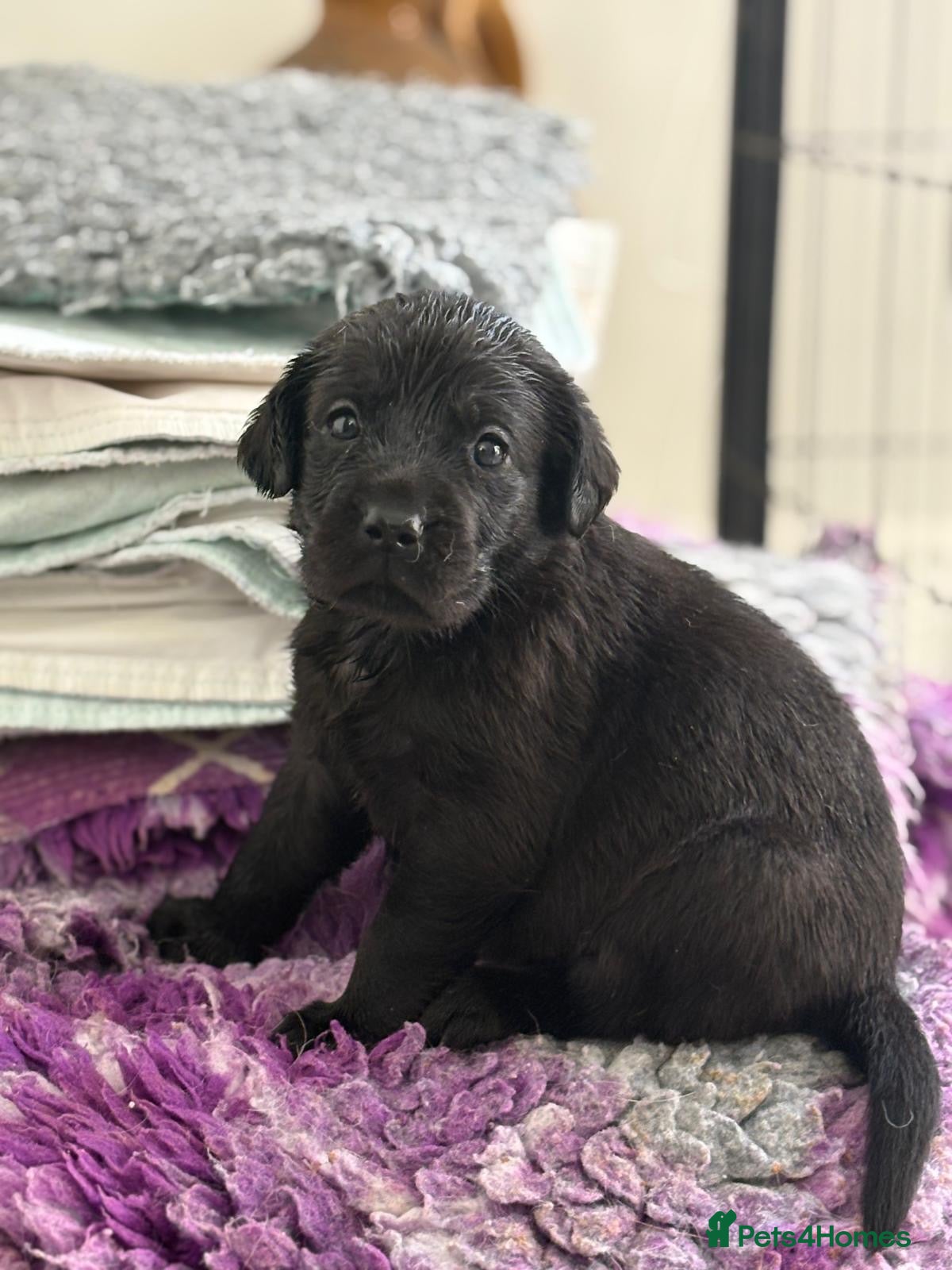 Labrador Retriever dogs 🖤LAST Black & Yellow GIRL💛ready to leave 25/4 - Advert 17
