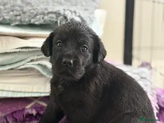 Labrador Retriever dogs 🖤LAST Black & Yellow GIRL💛ready to leave 25/4 - Advert 17