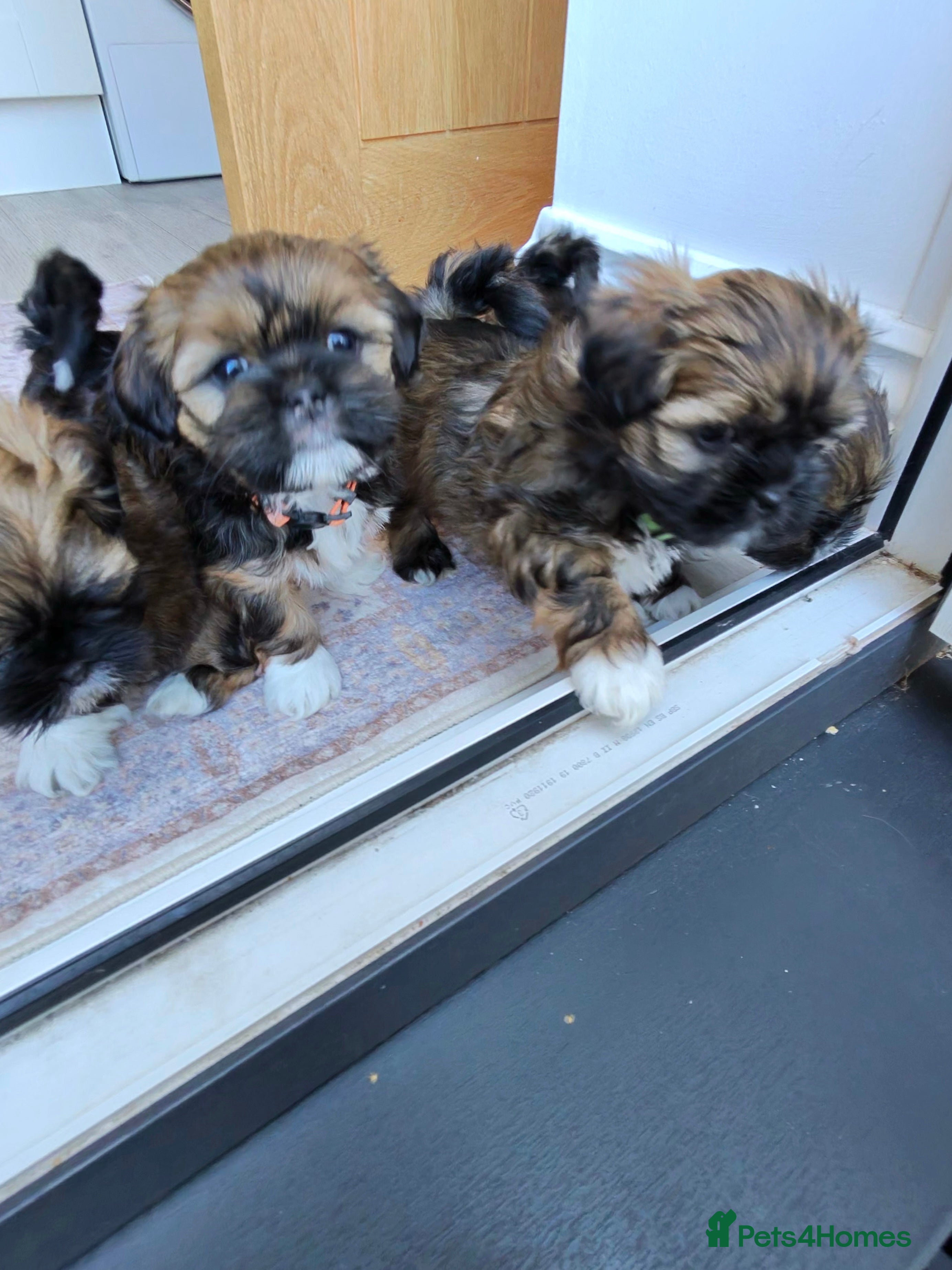 Lhasa Apso dogs Tibetan Lhasa Apso Brindle puppies  - Advert 2