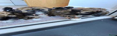 Lhasa Apso 5