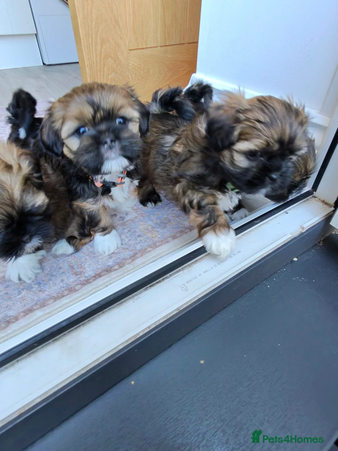 Lhasa Apso dogs for sale: Tibetan Lhasa Apso Brindle puppies  - Advert 2
