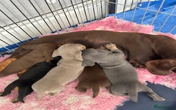 Dachshund dogs for sale: 5 beautiful miniature short haired dachshunds - Image 2