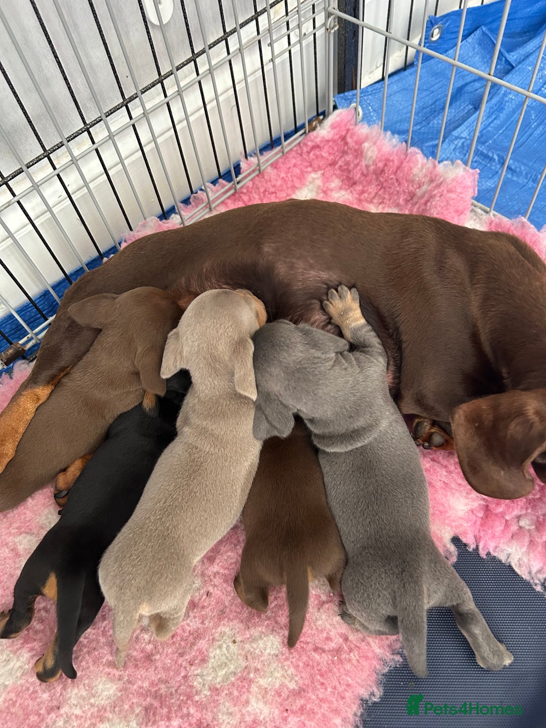 Dachshund dogs for sale: 5 beautiful miniature short haired dachshunds - Image 2