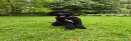 Bernedoodle dogs for sale: Loving Forever Home Needed  - Advert 5