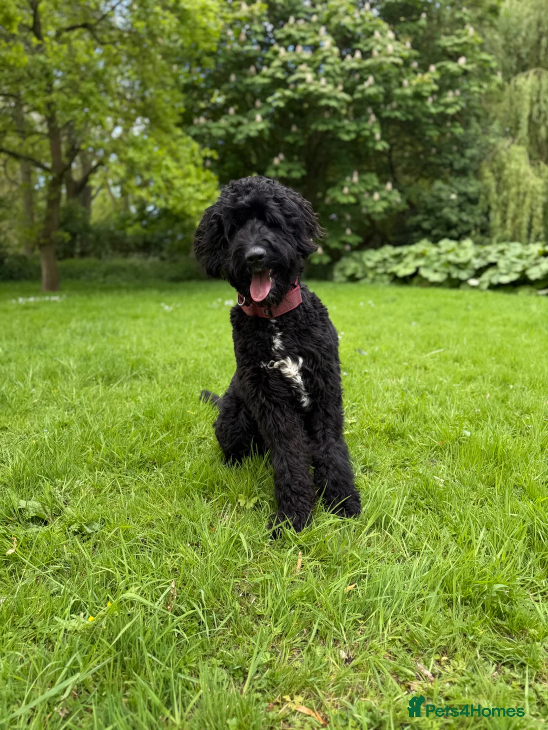Bernedoodle dogs for sale: Loving Forever Home Needed  - Advert 5