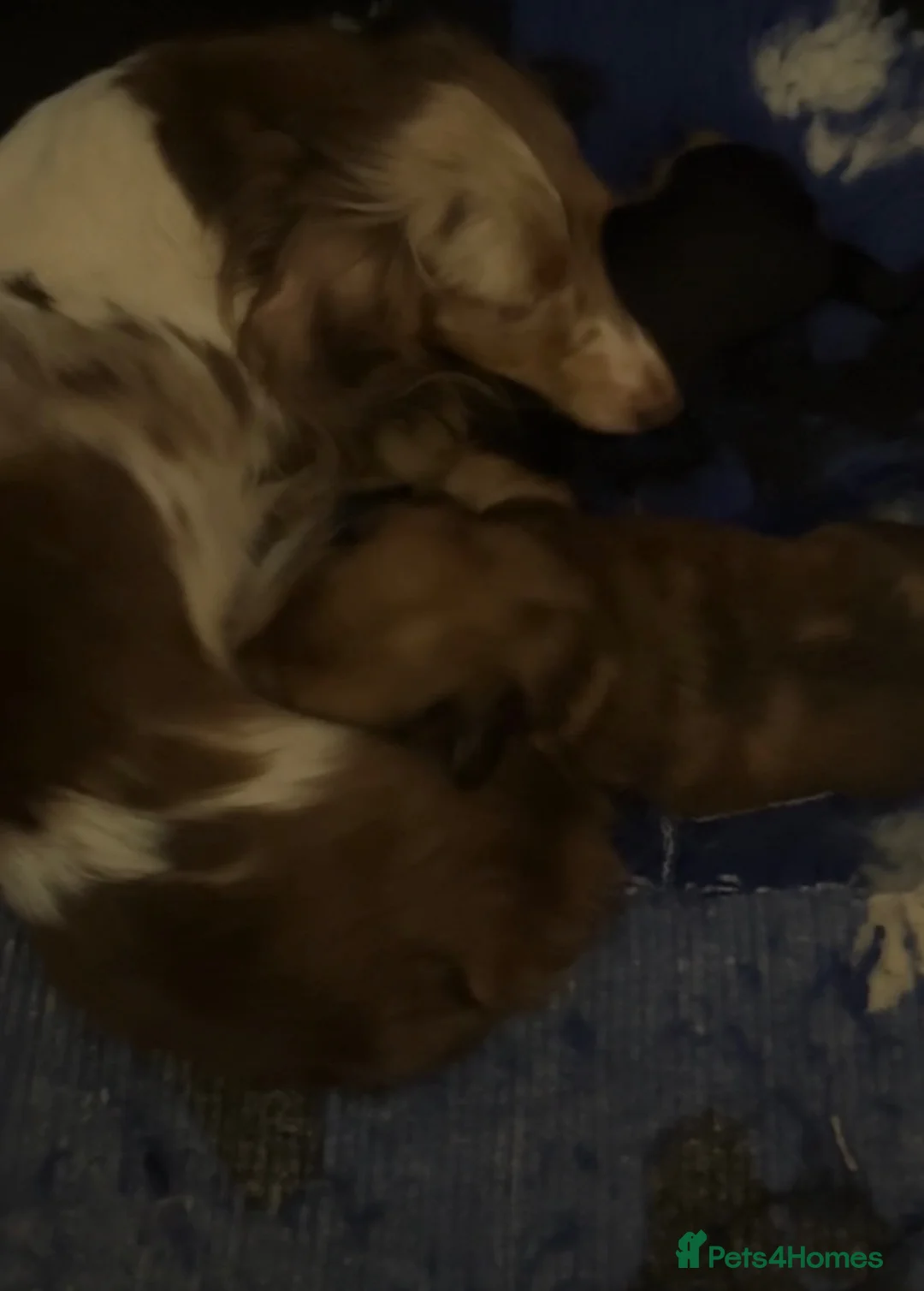 Miniature Dachshund dogs for sale: Miniature long haired kc reg Black and Tan female  - Advert 2