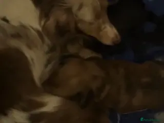 Miniature Dachshund dogs Miniature long haired kc reg Black and Tan female - Advert 3