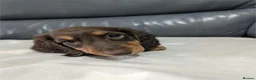 Miniature Dachshund dogs for sale: Miniature Longhaired Dachshund Puppies - Advert 3