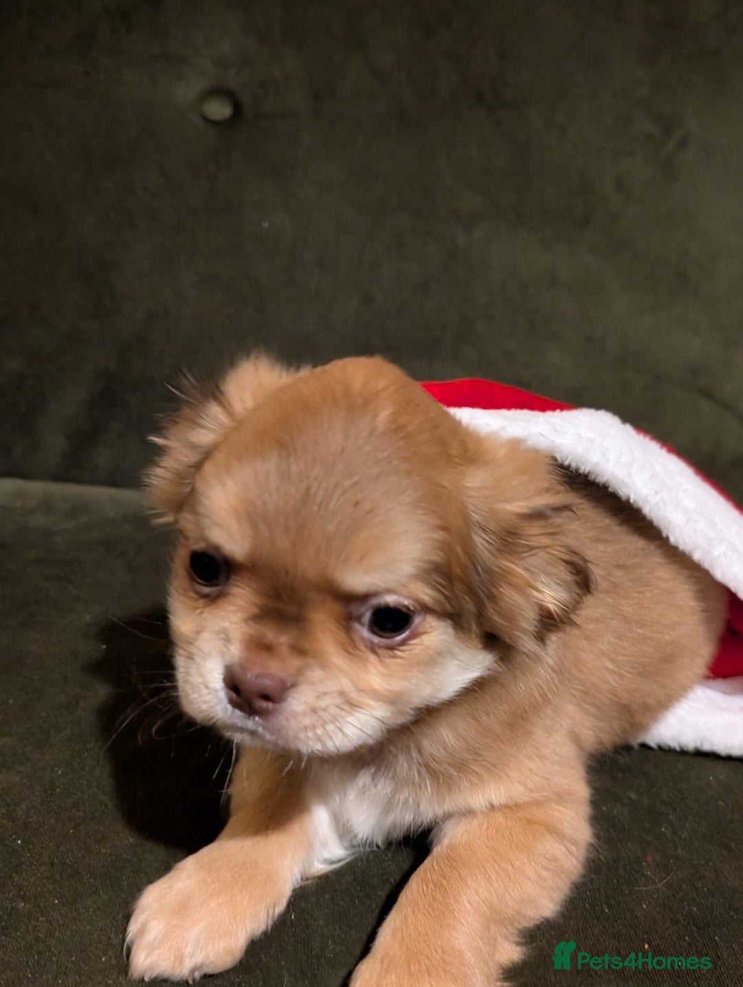 Chihuahua dogs for sale: ONLY 3 BOYS LEFT! pedigree chihuahua puppies - Advert 10