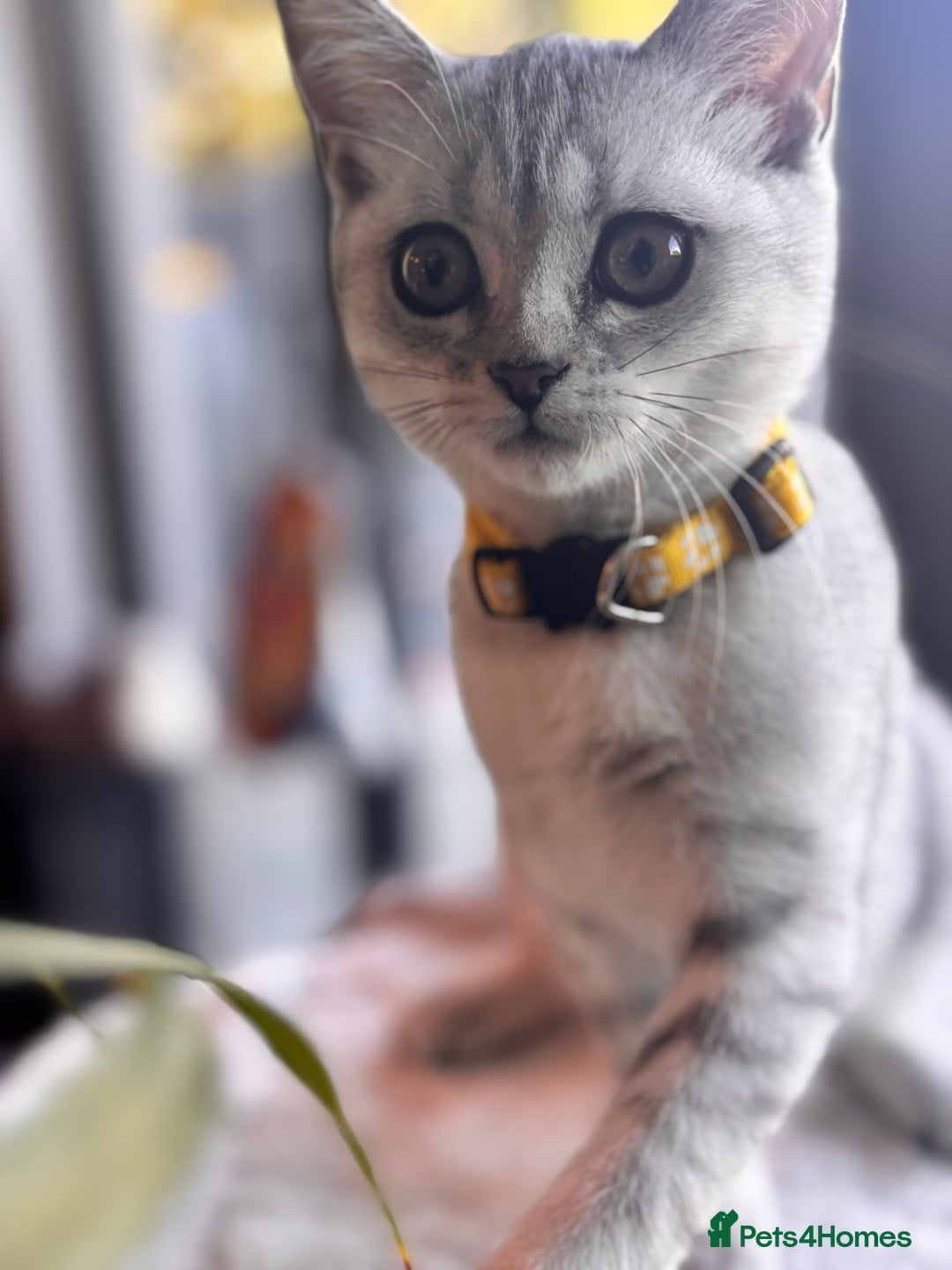British Shorthair cats for sale: 🐾🌟 Stunningly Rare Silver Tipped (ns12) BSH 🌟🐾 - Image 15