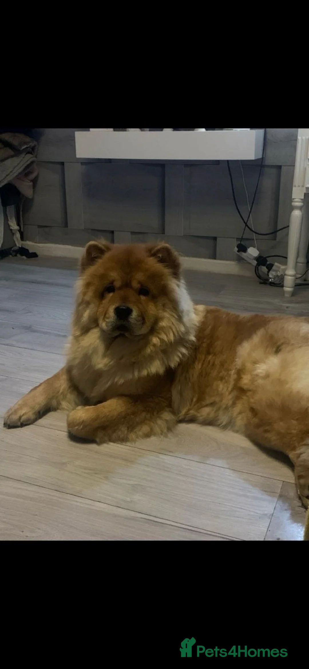 Chow Chow dogs for sale: Narla  - Advert 4