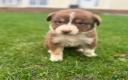 Australian Shepherd dogs for sale: 2 KC registered puppies remaining! Price drop  - Image 15