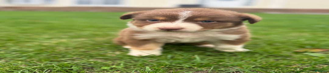Australian Shepherd Puppy 7