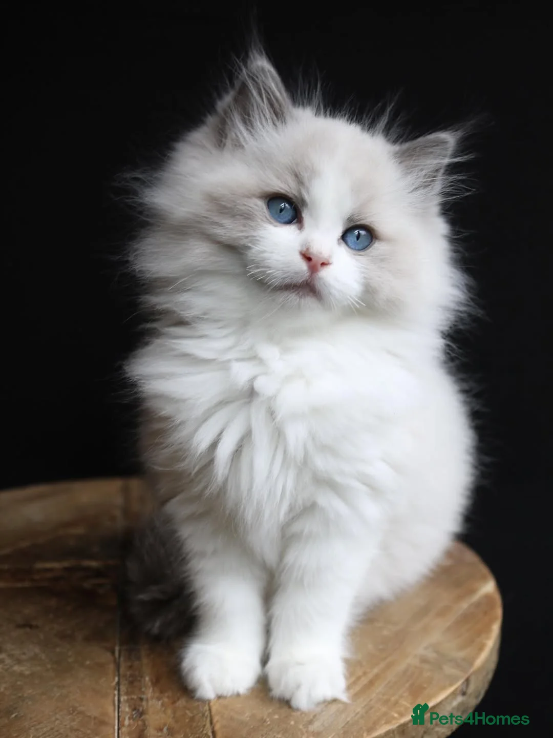 Ragdoll cats for sale: Purebred Ragdoll Kittens for Sale  in Huddersfield - Advert 15