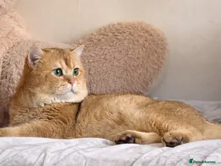 British Shorthair cats British golden cat - Advert 1