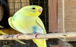 Budgerigars birds for sale: Baby Budgies for sale  - Image 4