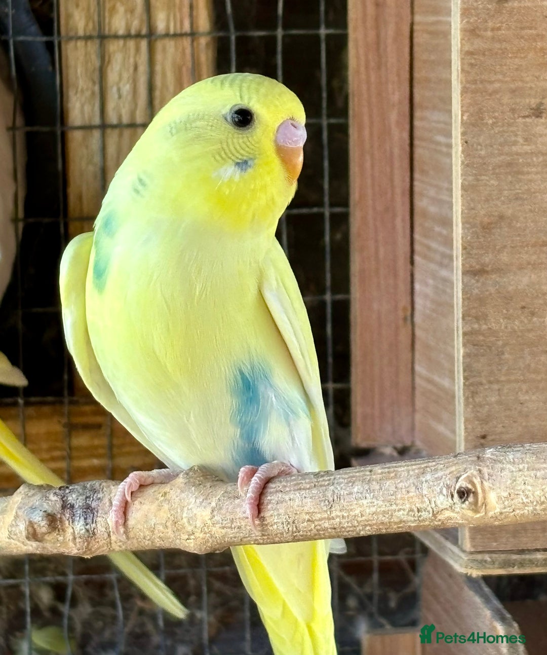Budgerigars birds for sale: Baby Budgies for sale  - Image 4