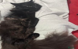 British Longhair cats for sale: British long hair + Turkish Angora - Image 8