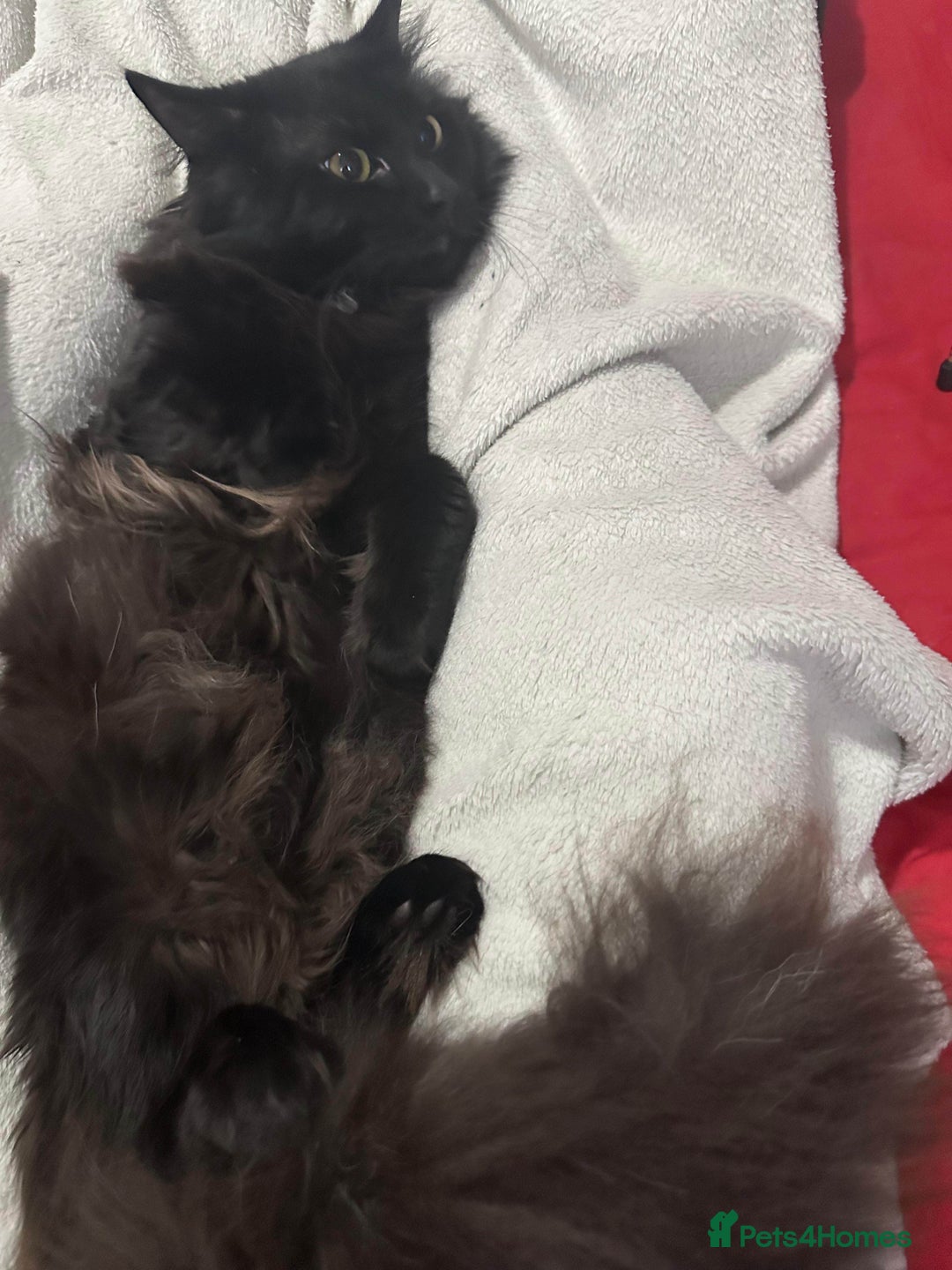 British Longhair cats for sale: British long hair + Turkish Angora - Image 8