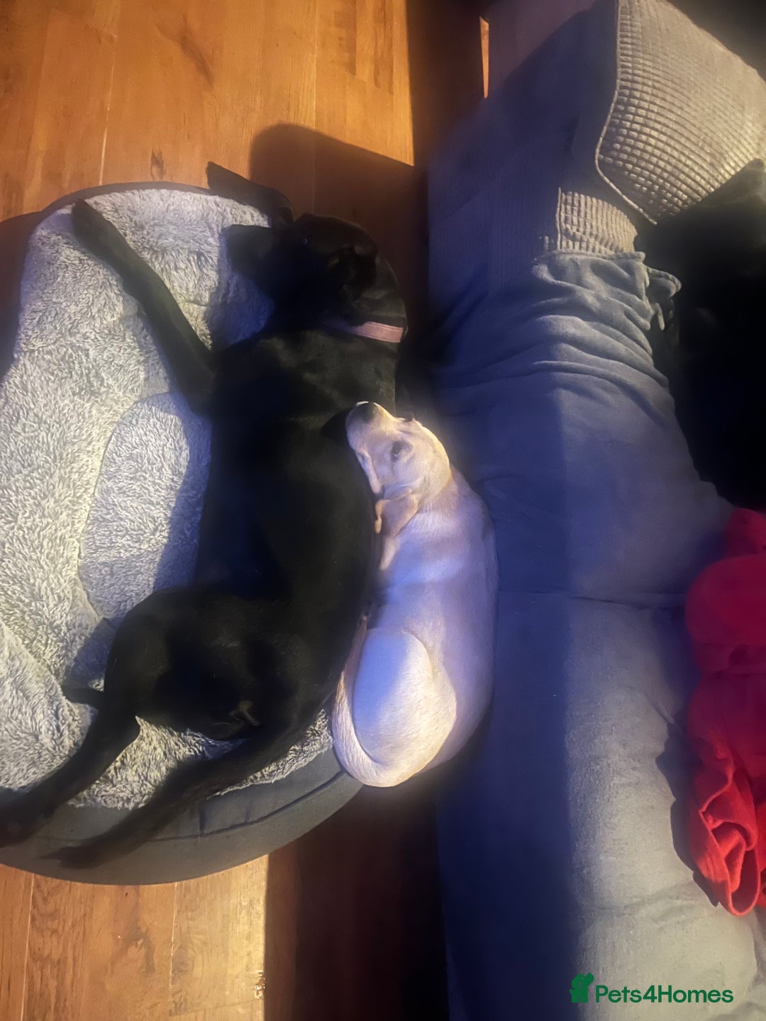 Labrador Retriever dogs for sale: Gorgeous, chunky pedigree Labrador puppy - Advert 16