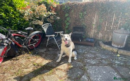 Siberian Husky dogs for sale: Demon - Image 4
