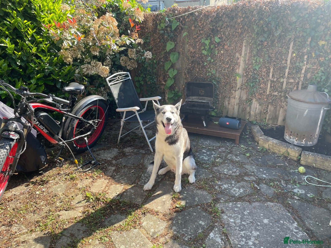 Siberian Husky dogs for sale: Demon - Image 4