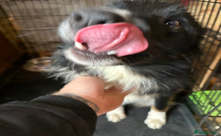 Border Collie dogs - Advert 1