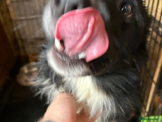 Border Collie dogs Border Collie Male - Advert 8