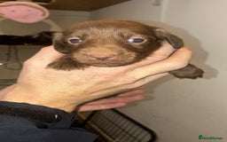 Mixed Breed dogs for sale: Patterdale/dashound  - Image 3