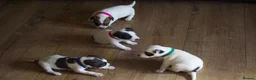 Jack Russell dogs for sale: Short Legged Jack Russel Puppies - Advert 1