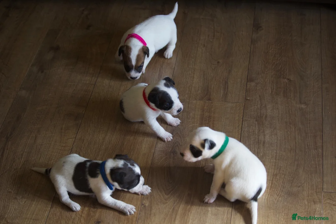 Jack Russell dogs for sale: Short Legged Jack Russel Puppies - Advert 1