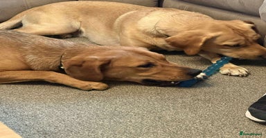 Mixed Breed dogs Taz needs a perfect home  - Advert 11