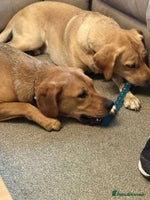 Mixed Breed dogs Taz needs a perfect home - Advert 11