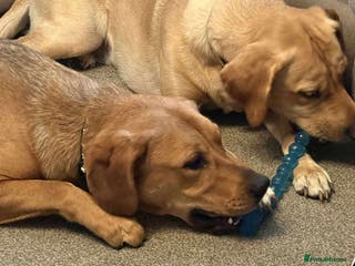 Mixed Breed dogs Taz needs a perfect home - Advert 18