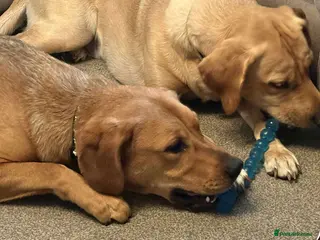 Mixed Breed dogs Taz needs a perfect home - Advert 4