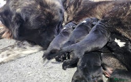 Caucasian Shepherd Dog dogs for sale: Caucasian Shepherd puppies  - Image 4