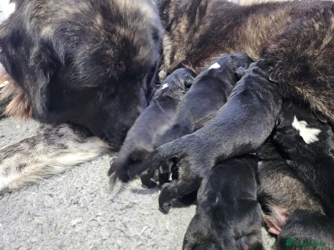 Caucasian Shepherd Dog dogs for sale: Caucasian Shepherd puppies  - Image 4