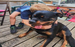 Rottweiler dogs for sale: Beautiful Rottweiler Bitch - Image 6
