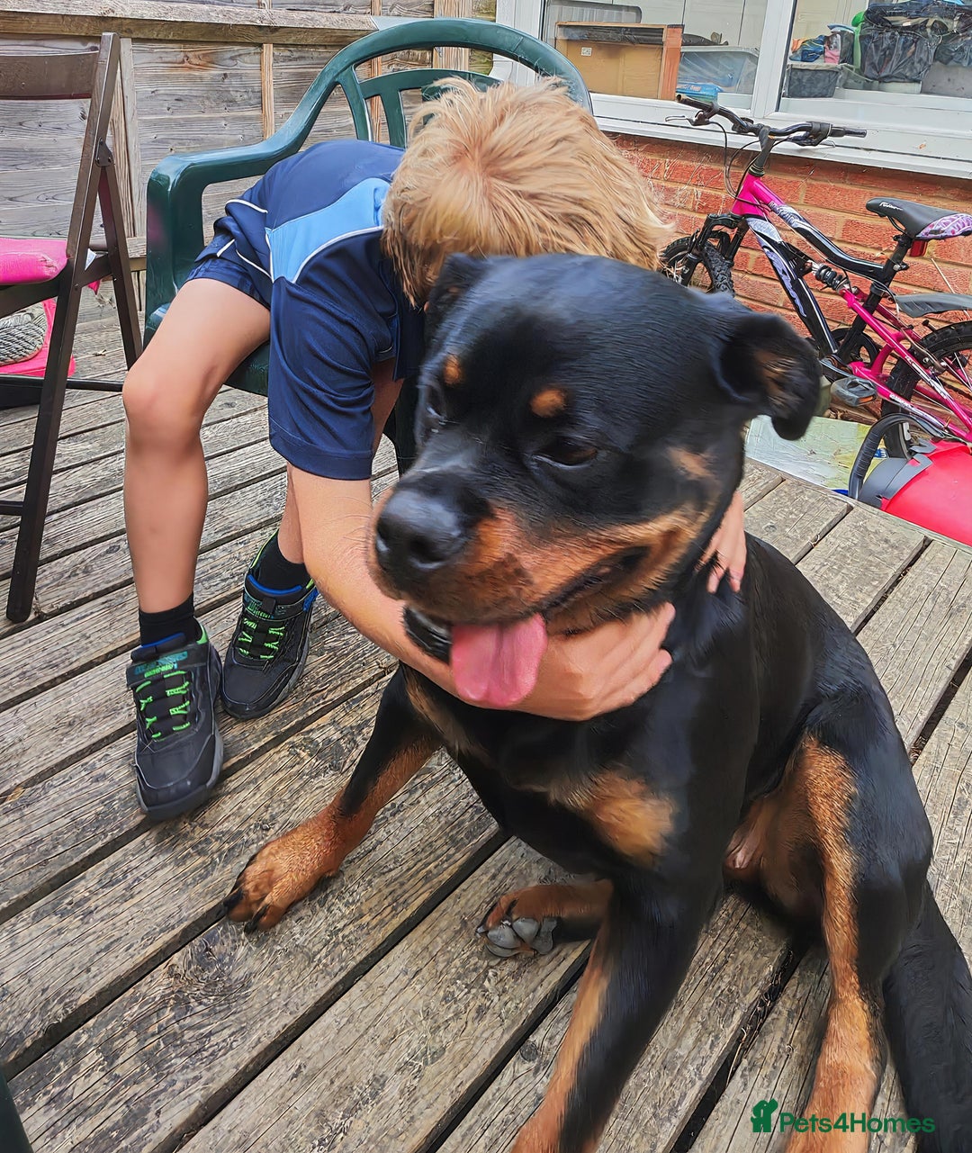 Rottweiler dogs for sale: Beautiful Rottweiler Bitch - Image 6